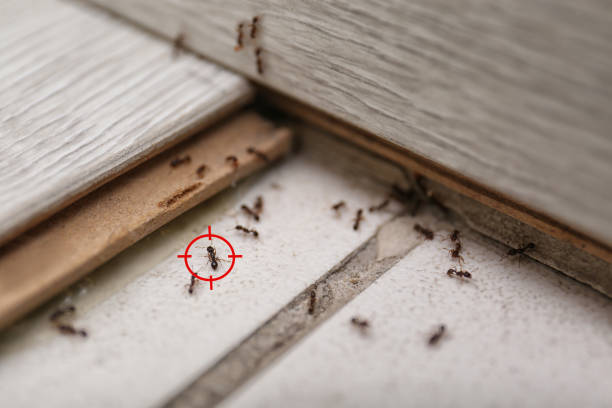 Best Cockroach Control Services  in Tidmore Bend, AL